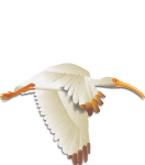 Club at Ibis Logo